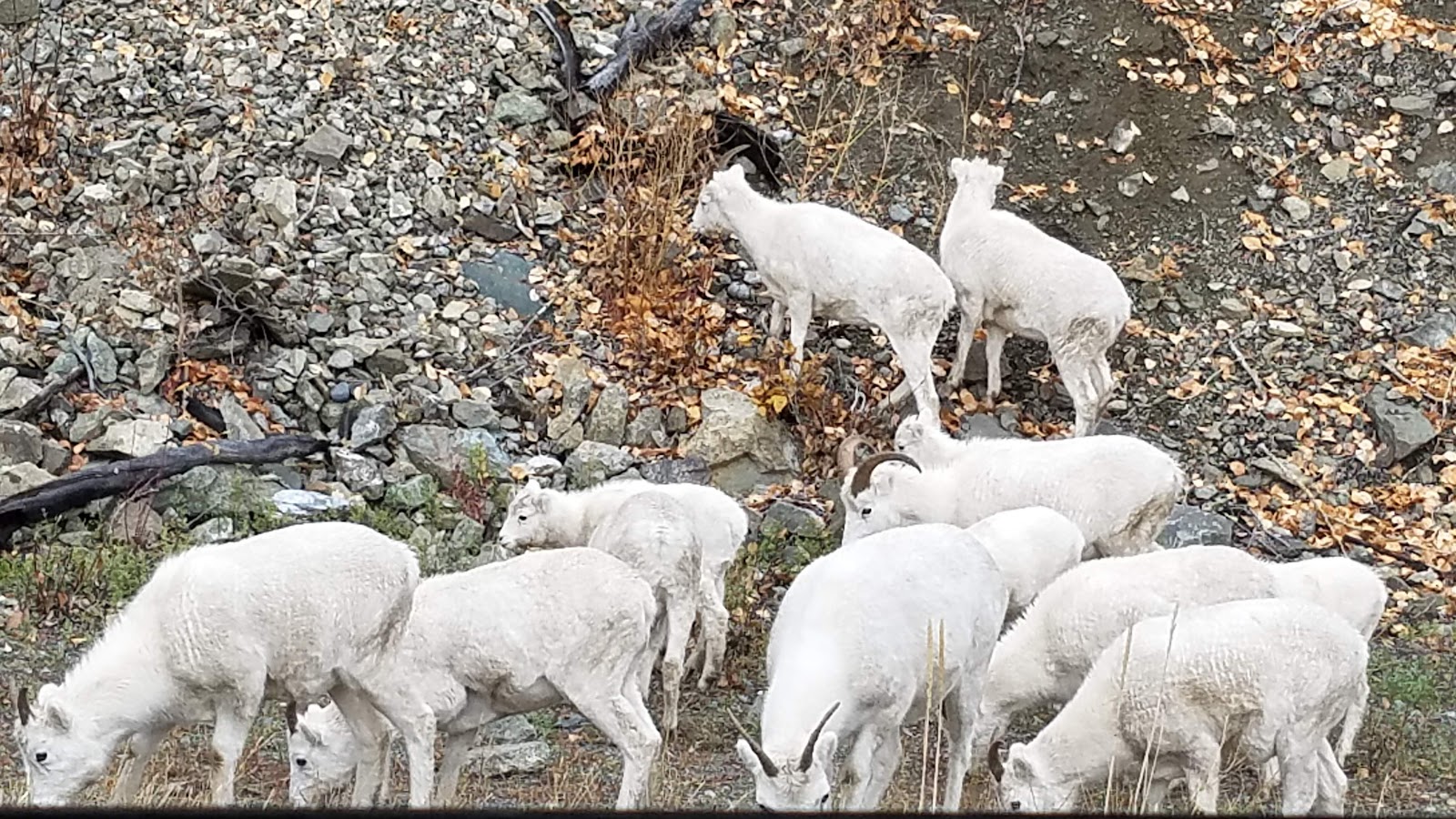 Ranch House Lodge & RV Camping Resort