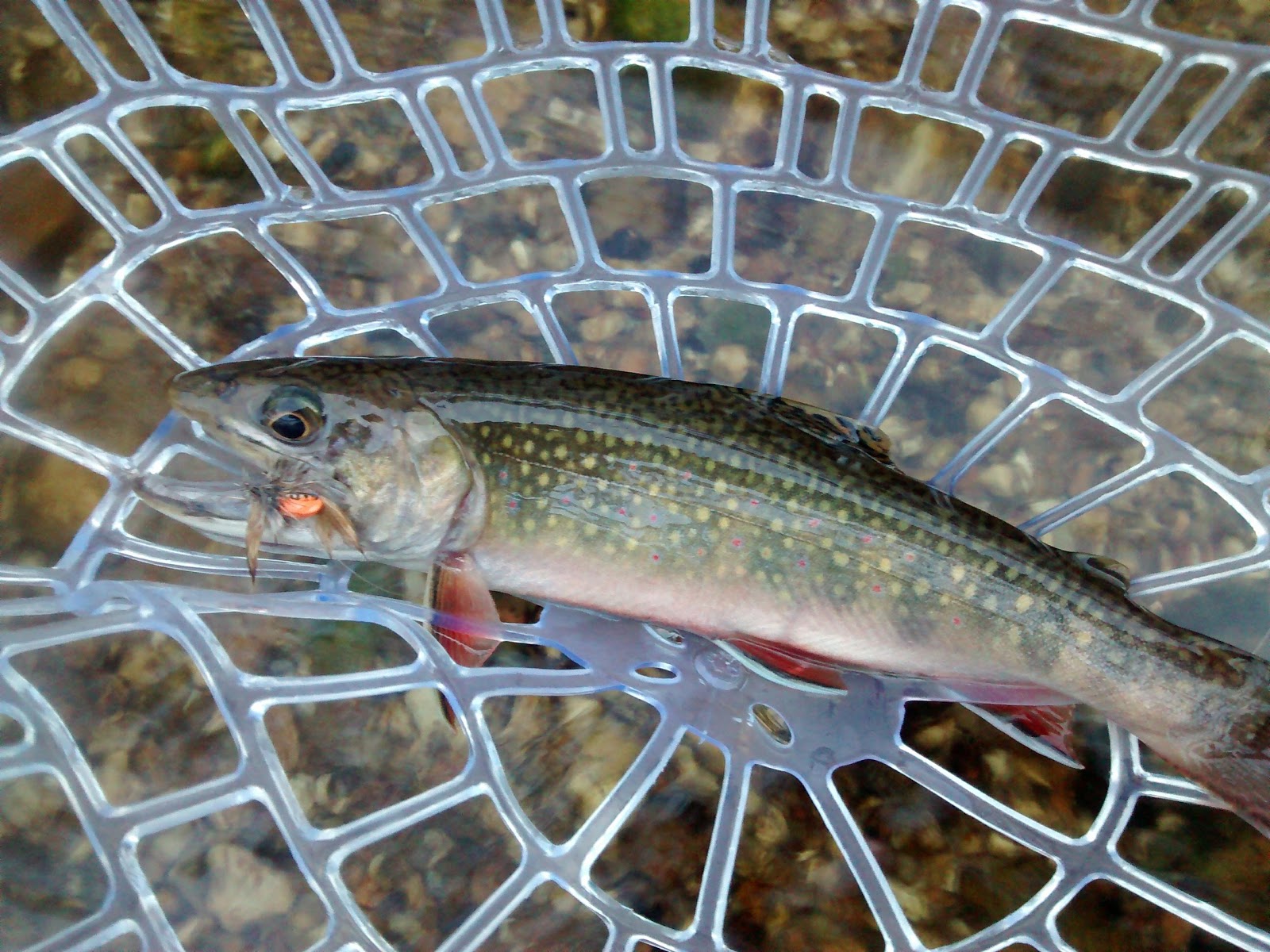 Hopkins Creek Campground