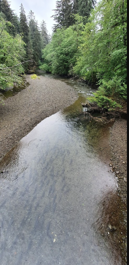 Starrigavan Creek Cabin