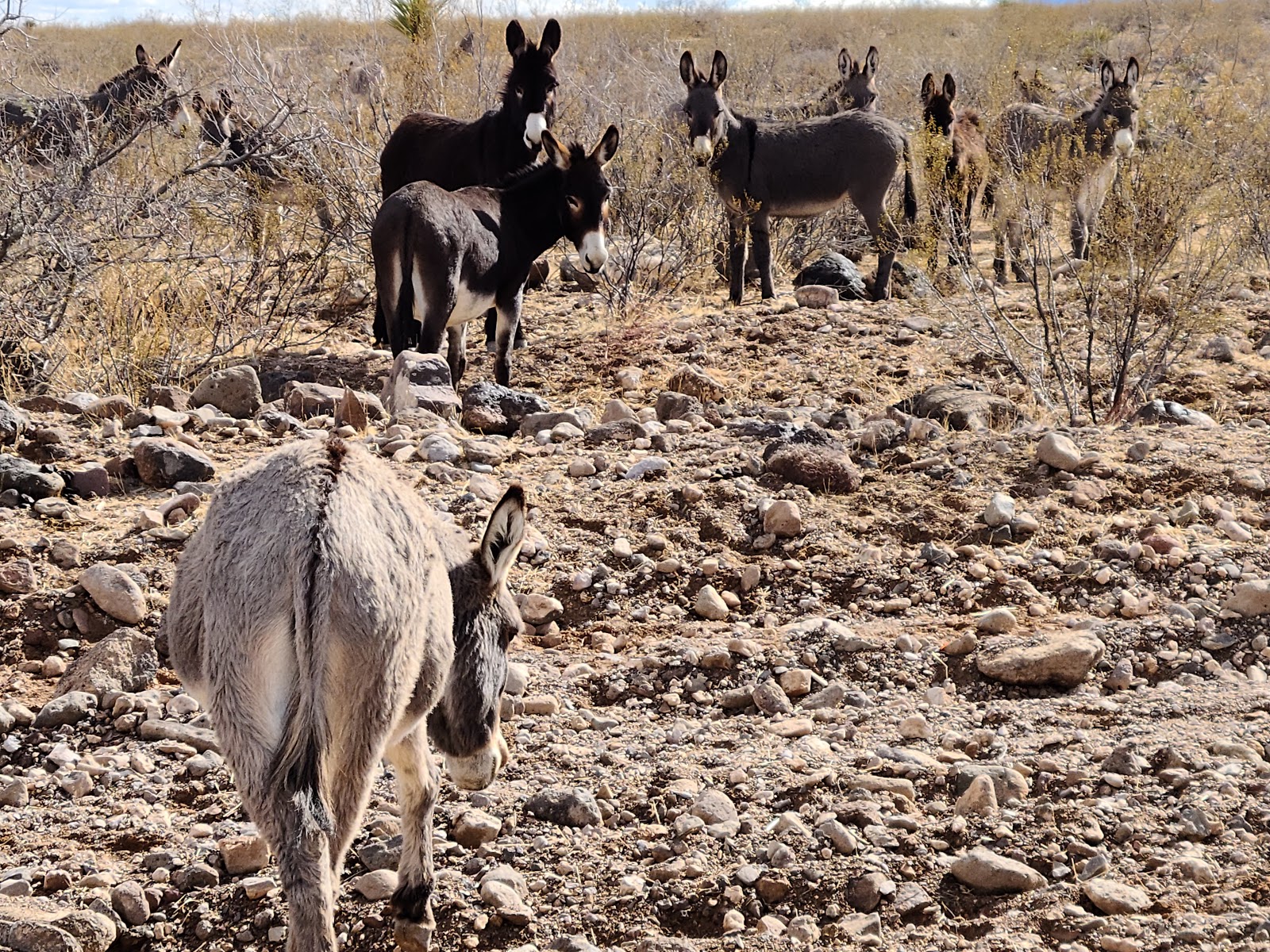 Black Mountain RV Park