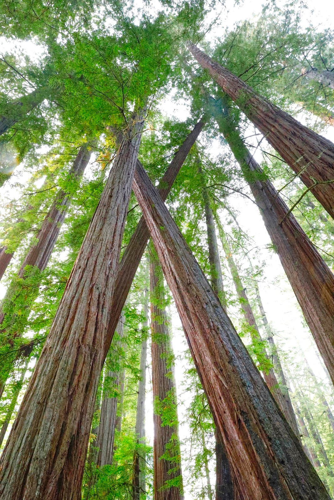 Patterson Campground