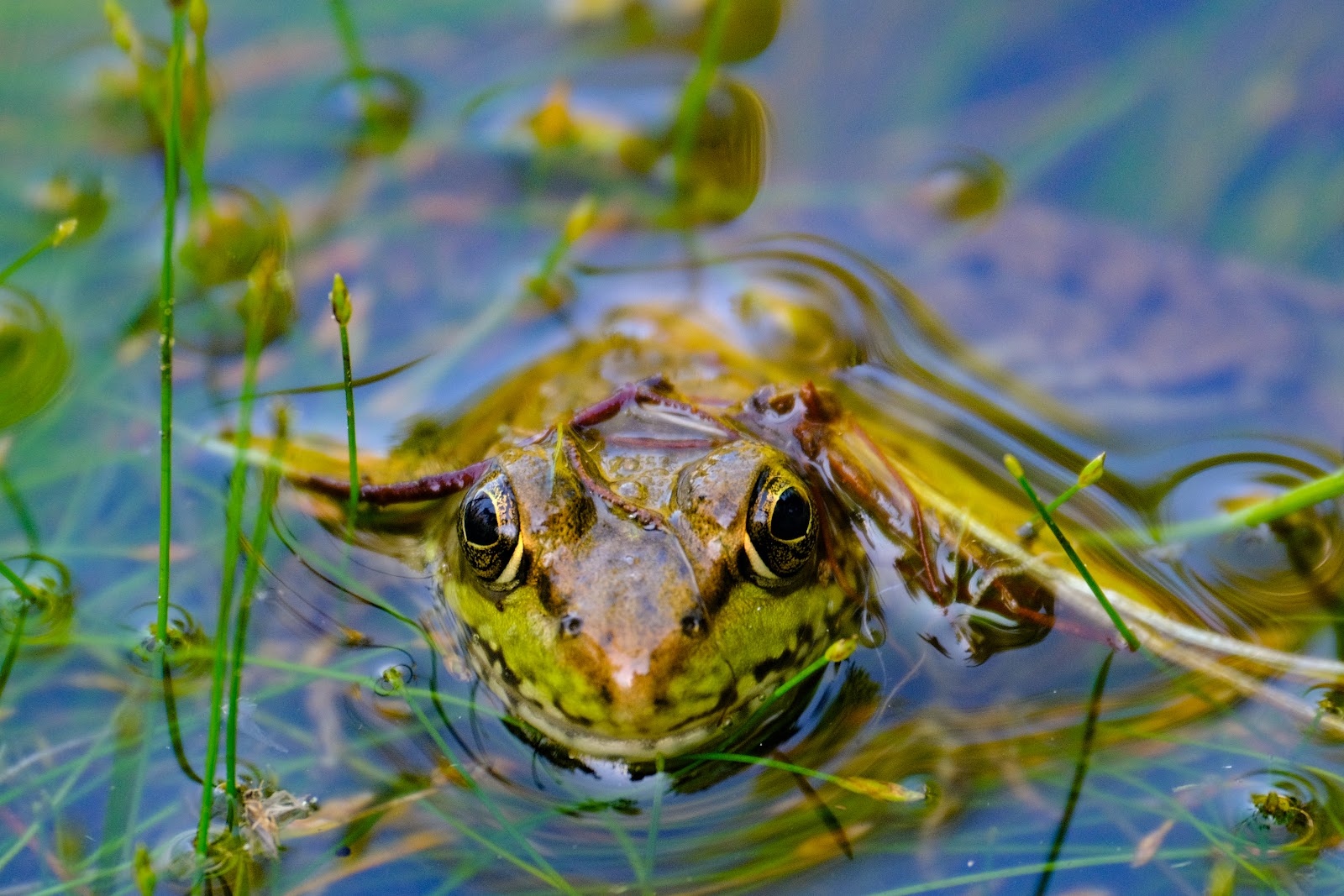 Three Lakes NF Campground