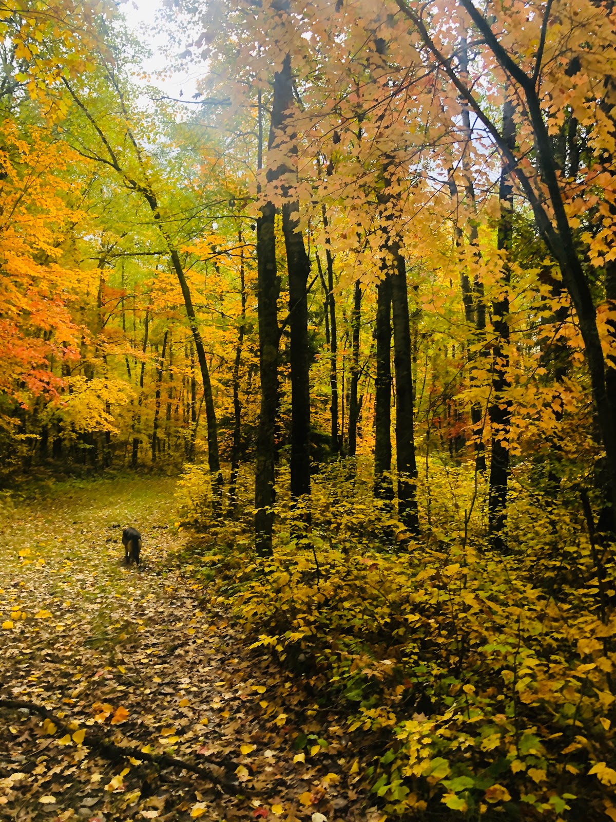 Stony Brook Horse Campground