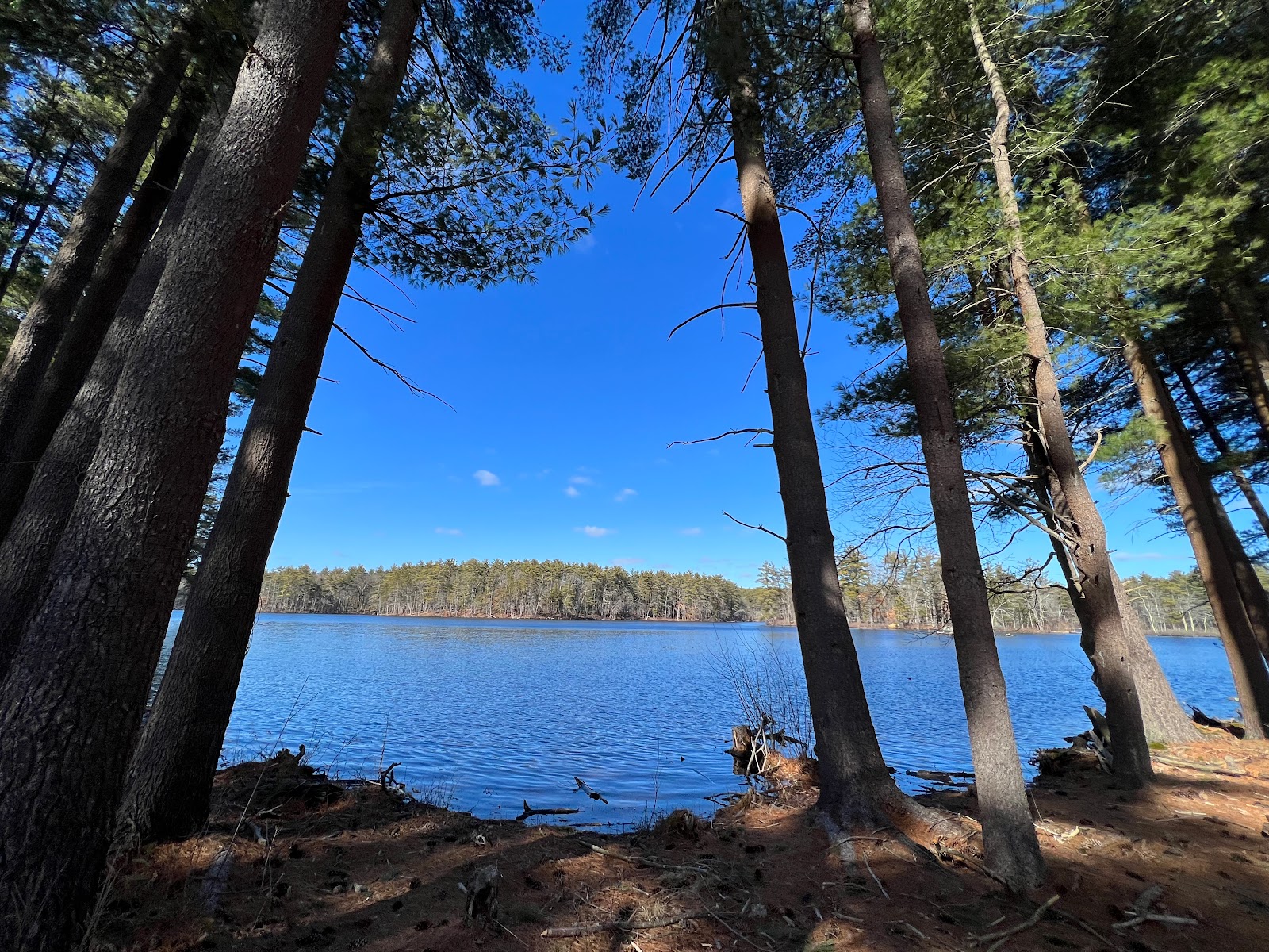 Harold Parker State Forest
