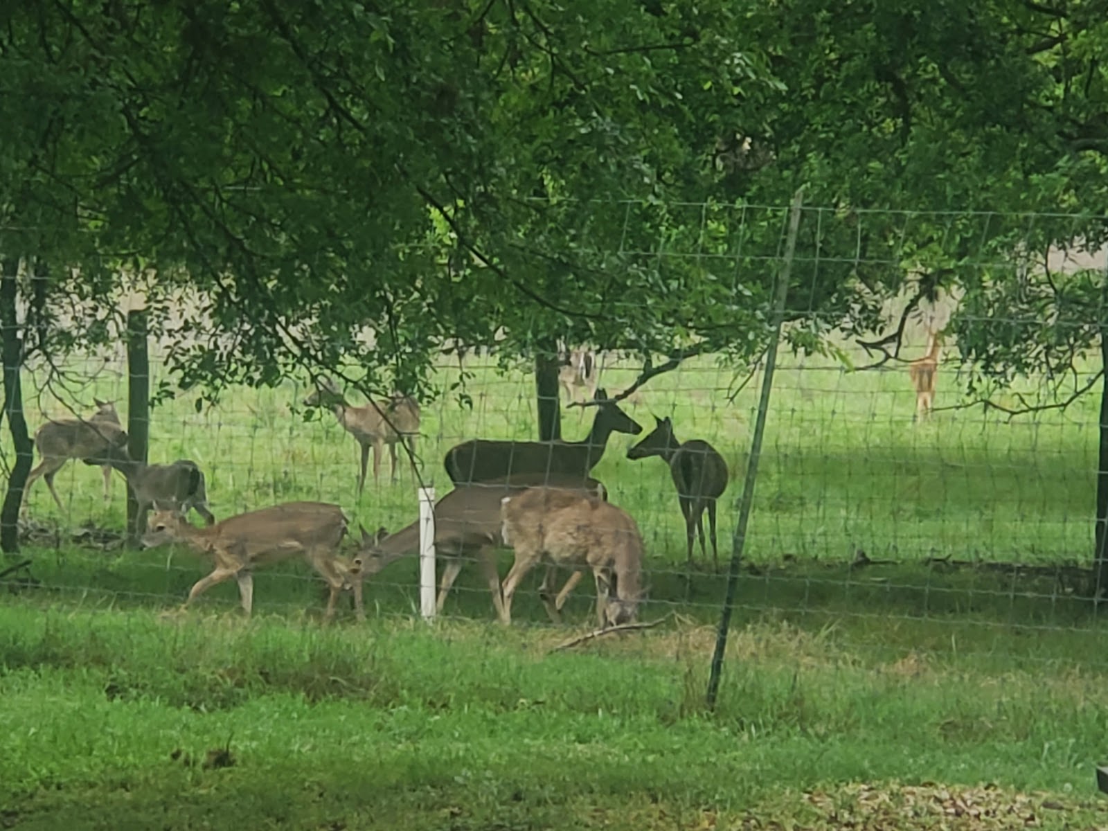 Alamo Fiesta RV Park