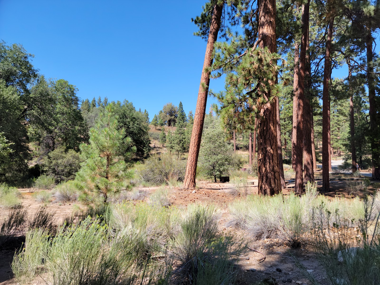 Barton Flats Campground