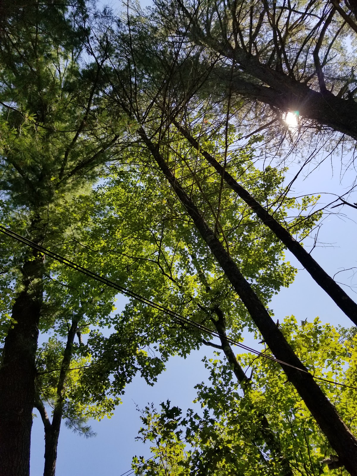 Laurel Lake Campground