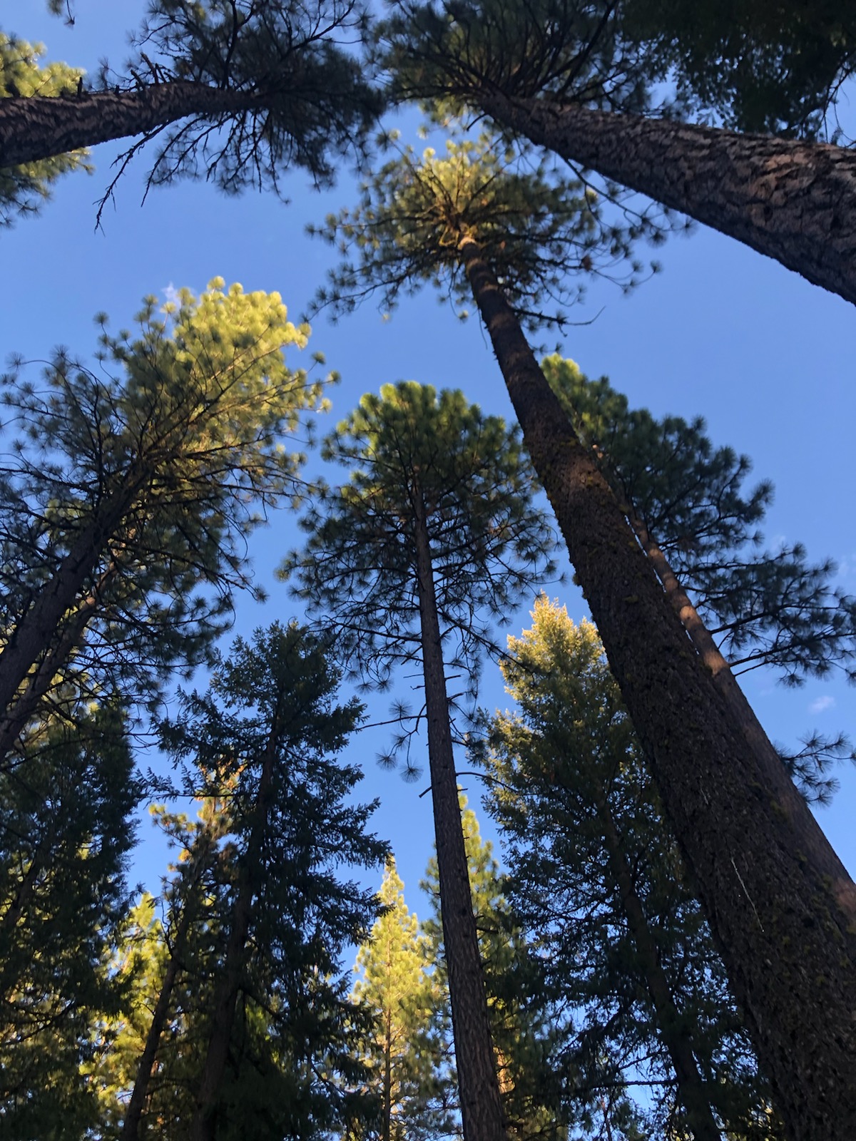 Shady Meadows Campground