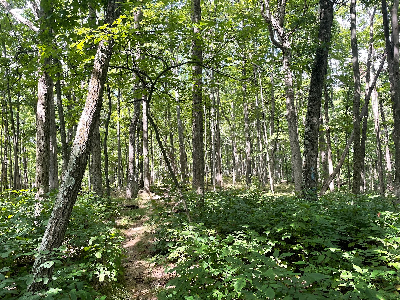 Handsome Lake Boat Access Campground