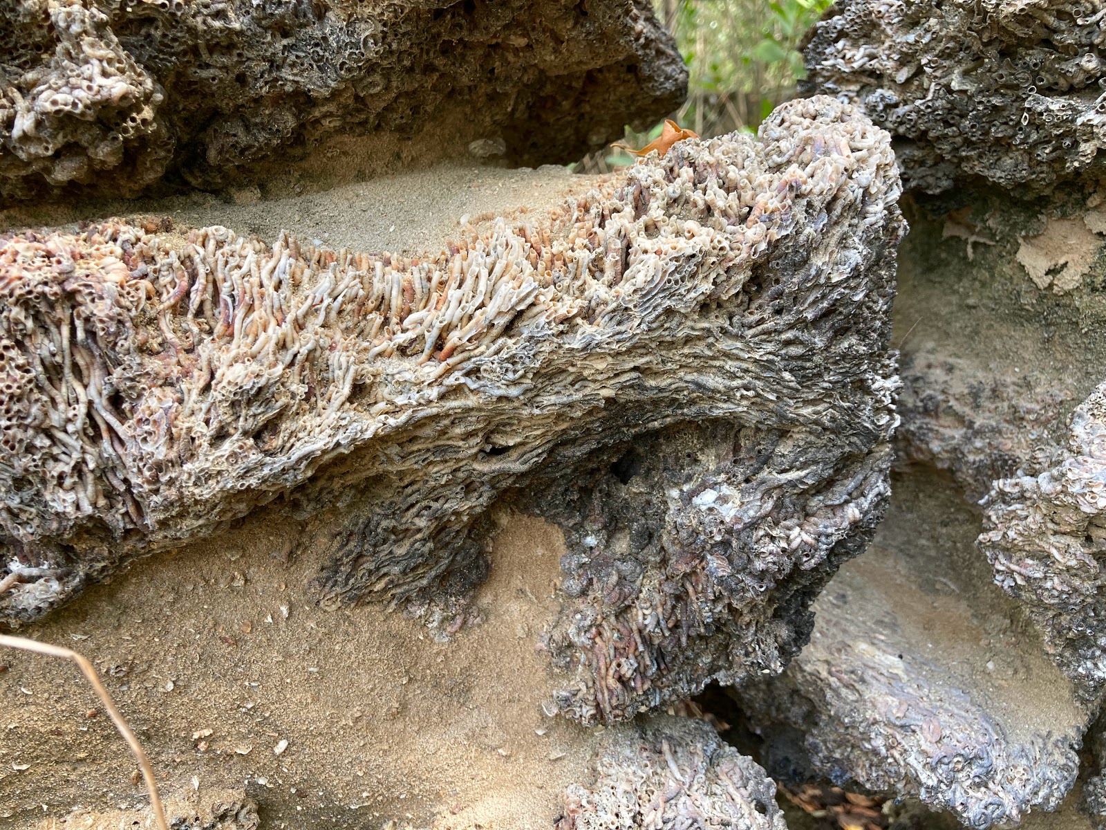 Backcountry Lopez River - Everglades National Park