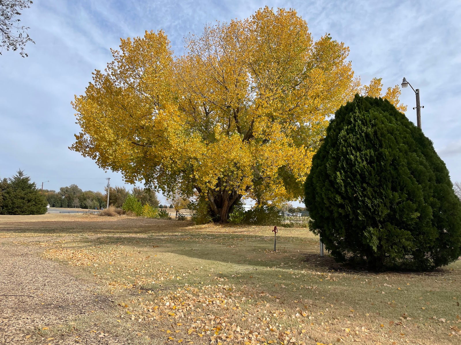 Ramblin Rose RV Park and Motel