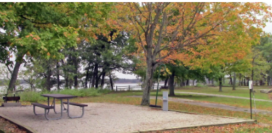 Fox Squirrel - Walnut Point State Park