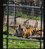 Turpentine Creek Wildlife Refuge