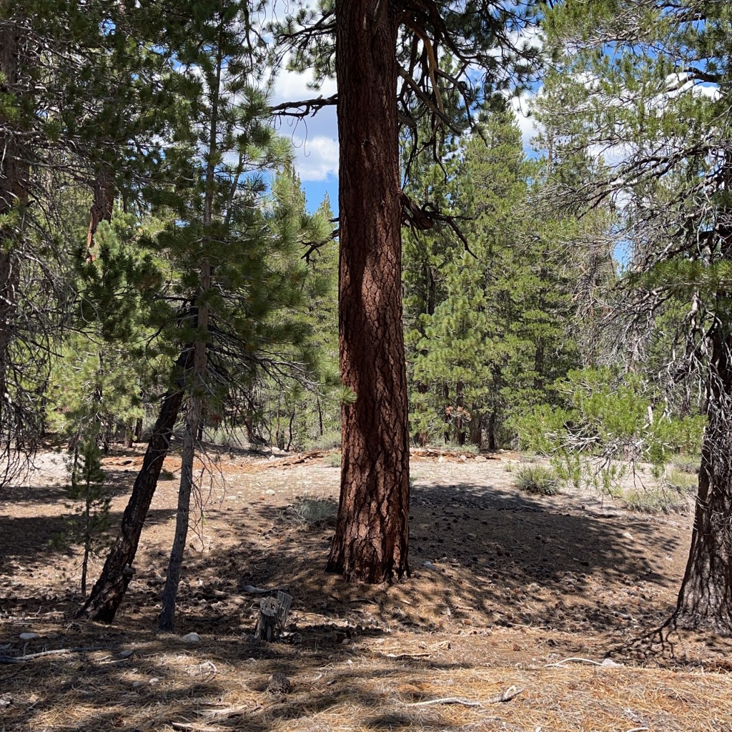 Upper Deadman Campground