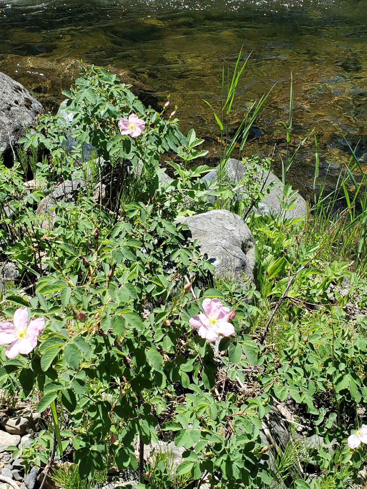 Welch Creek Campground