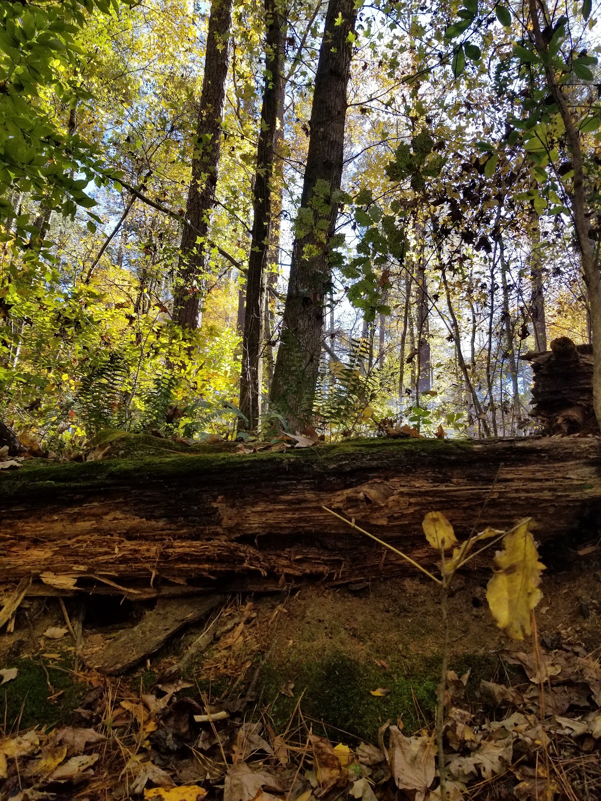 Oconee River Campground