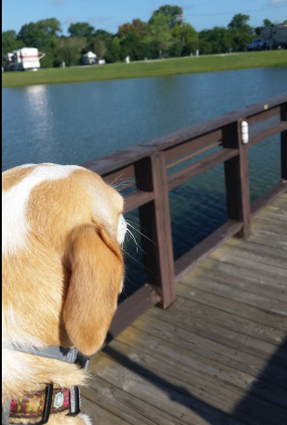 KOA Holiday Lake Conroe Houston North