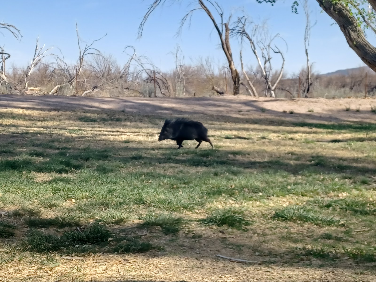 Cottonwood Campground - Big Bend National Park