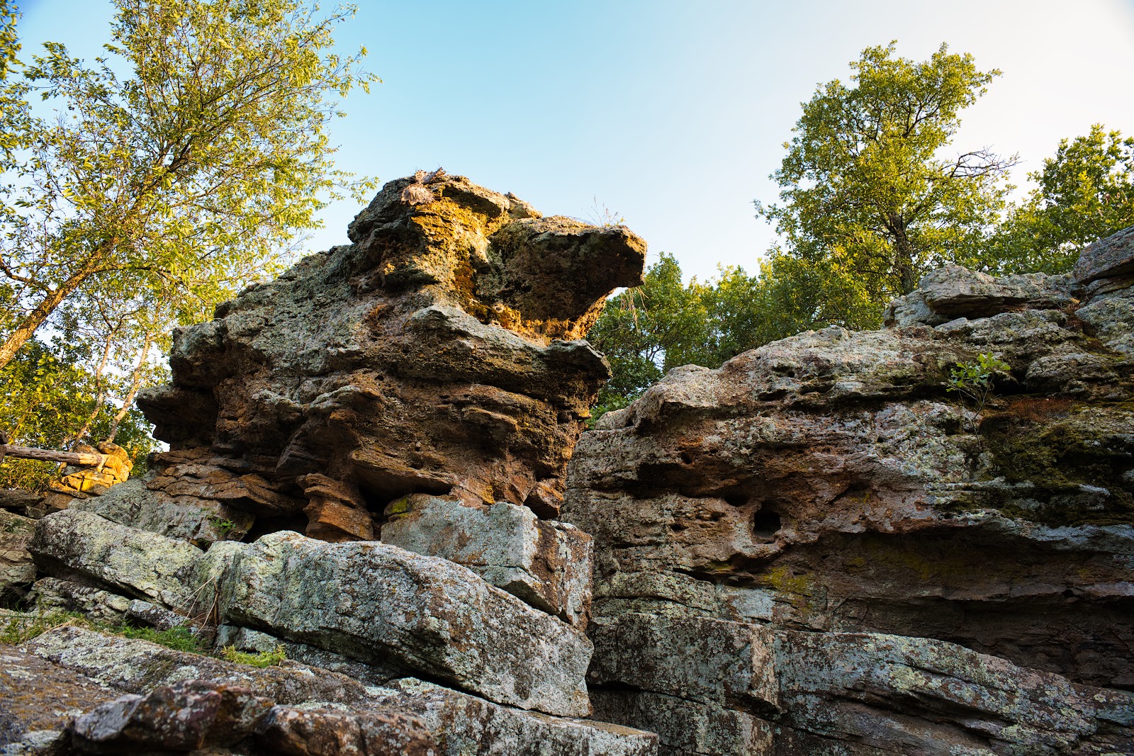 Live Oak - Lake Mineral Wells State Park