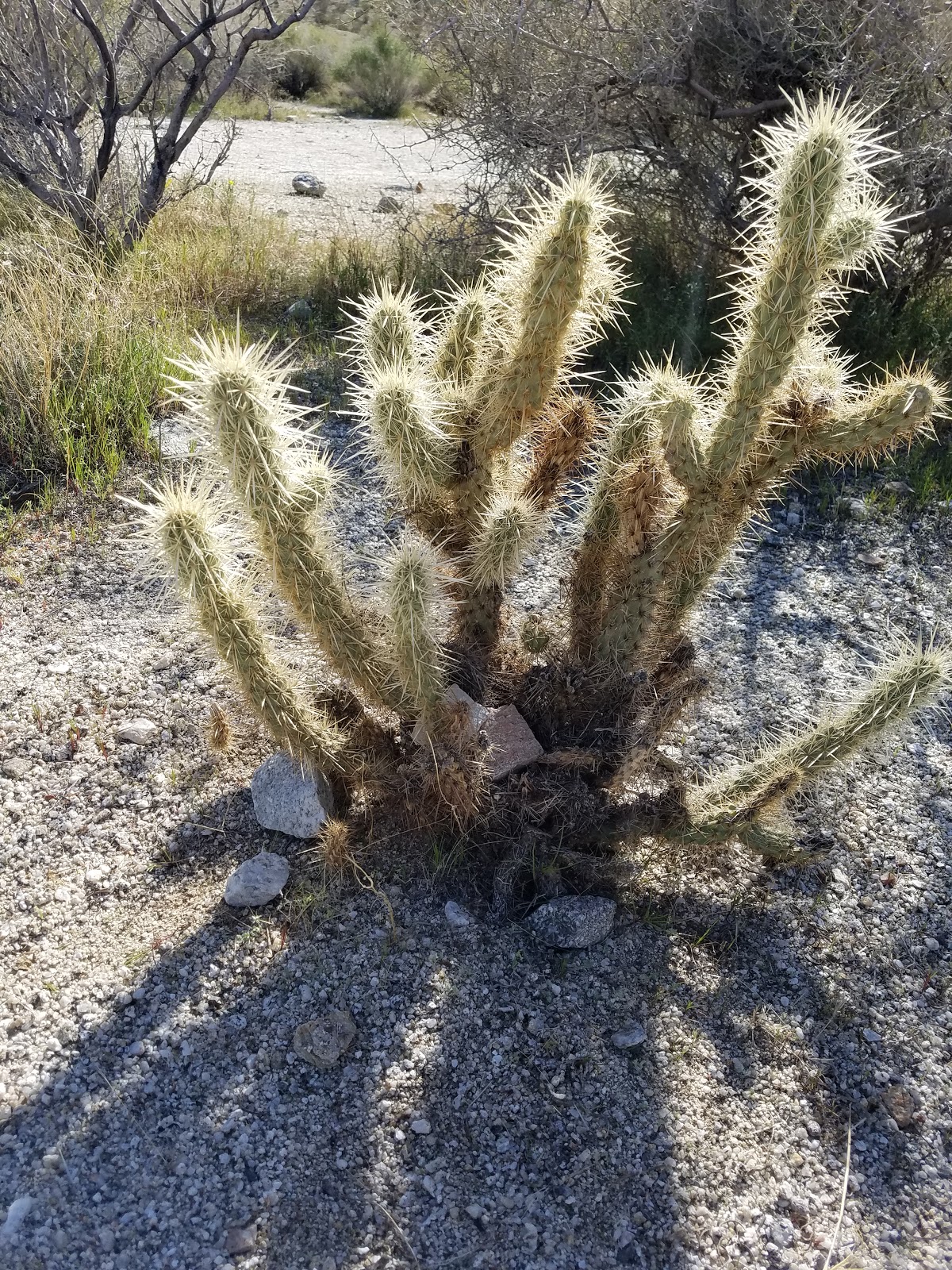 Pinyon Flat Campground