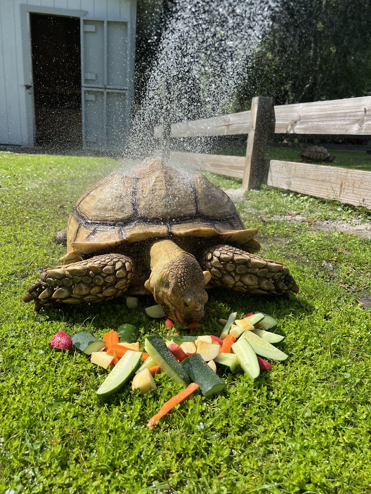 Crescent City Cherry Blossom Campground