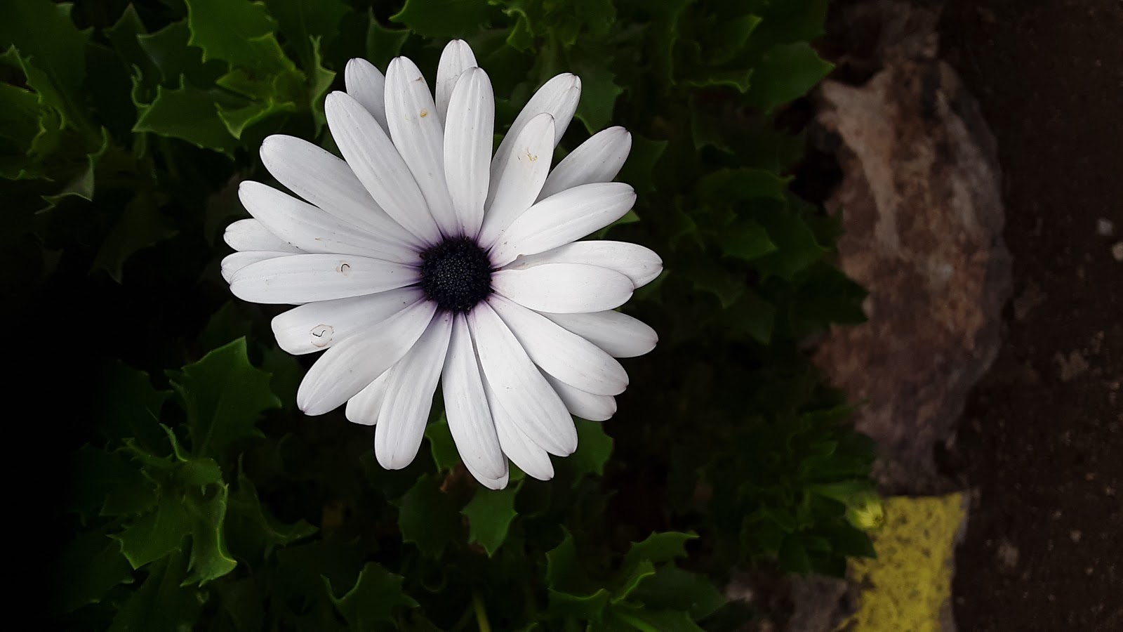 Shade Tree Village Mobile Home Park