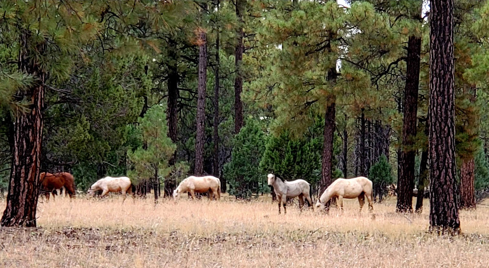 AJ’s Getaway RV Park