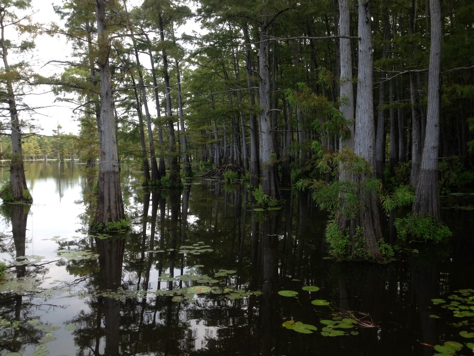 Felsenthal National Wildlife Refuge