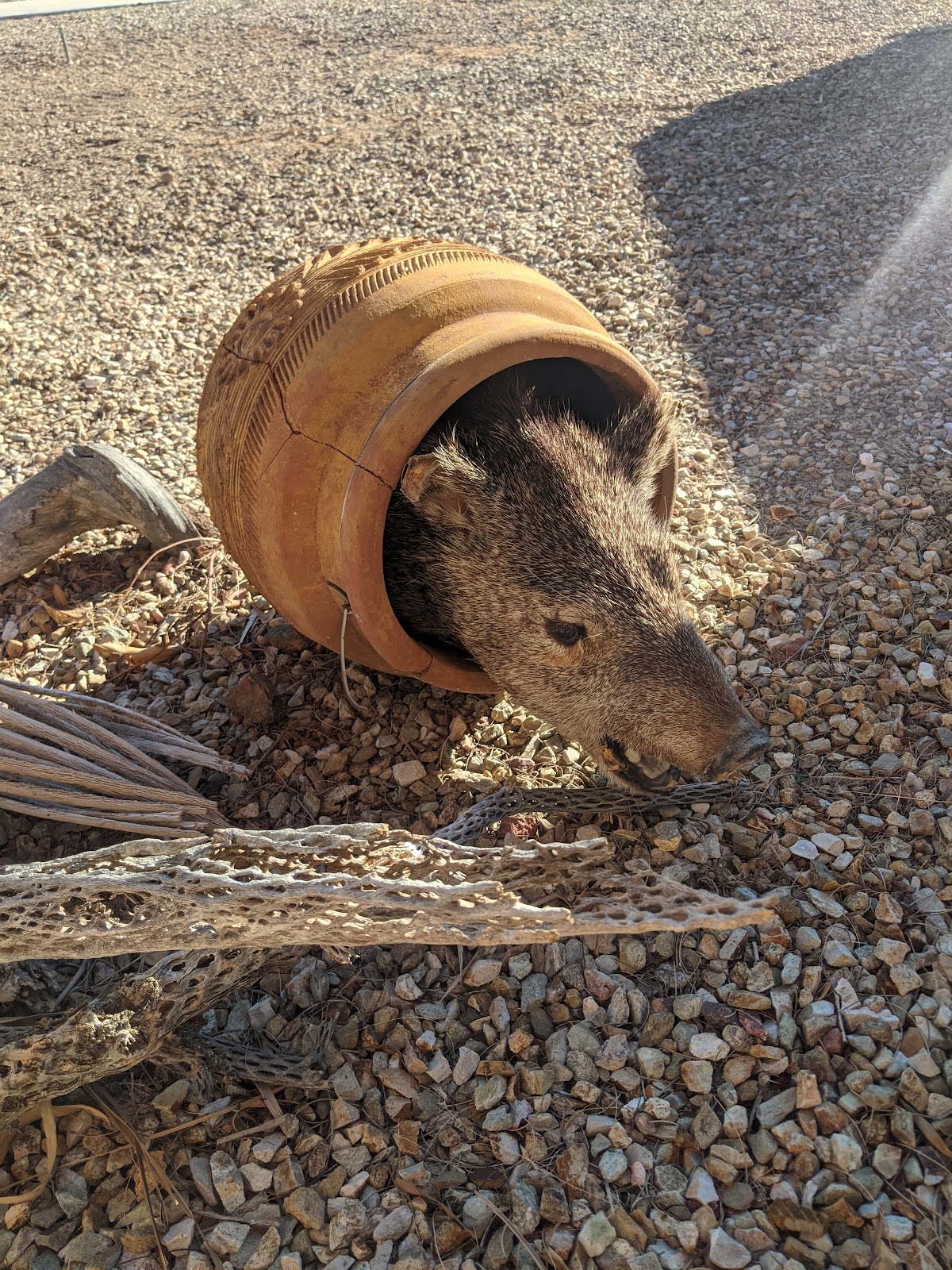 Mountain Quail Cafe and RV Park