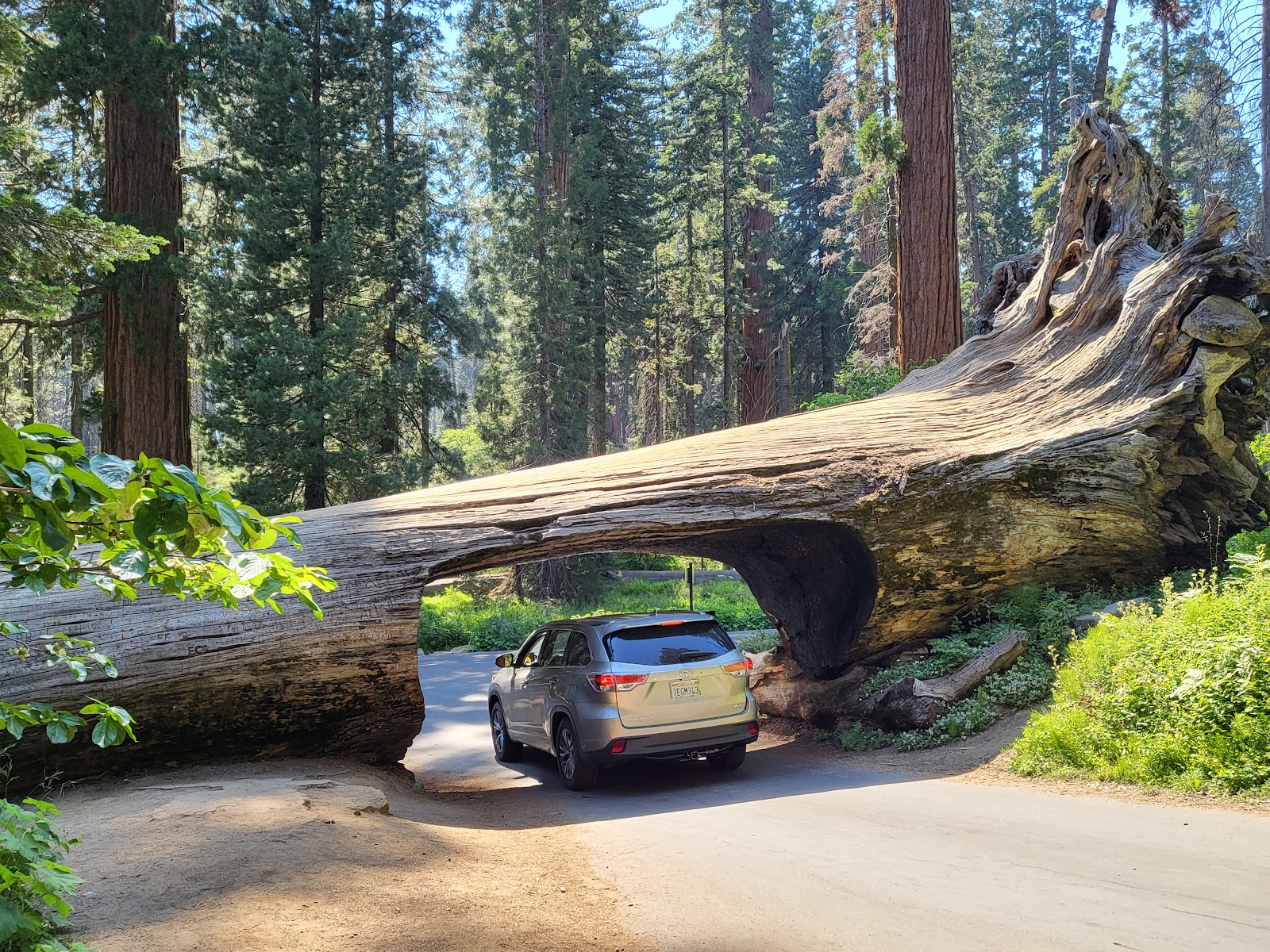 Sequoia and Kings Canyon National Parks