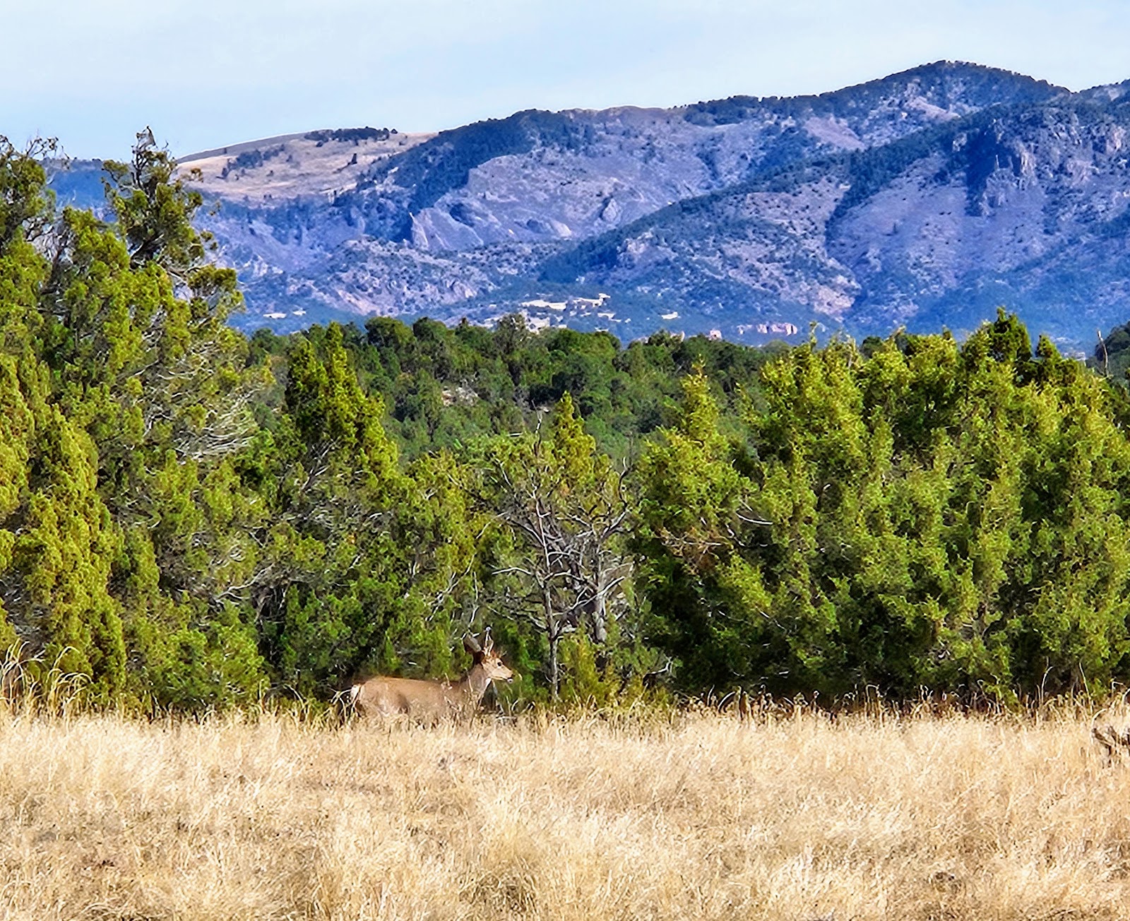 BLM Seep Springs OHV Area