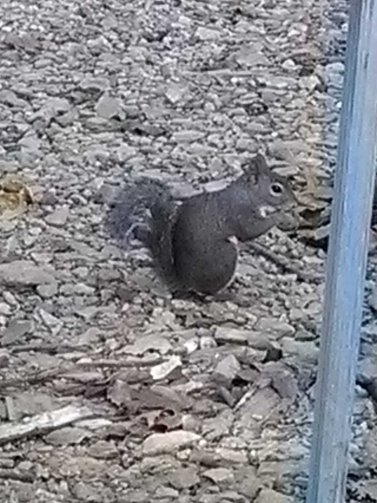 Eagles Nest Camp & Canoe