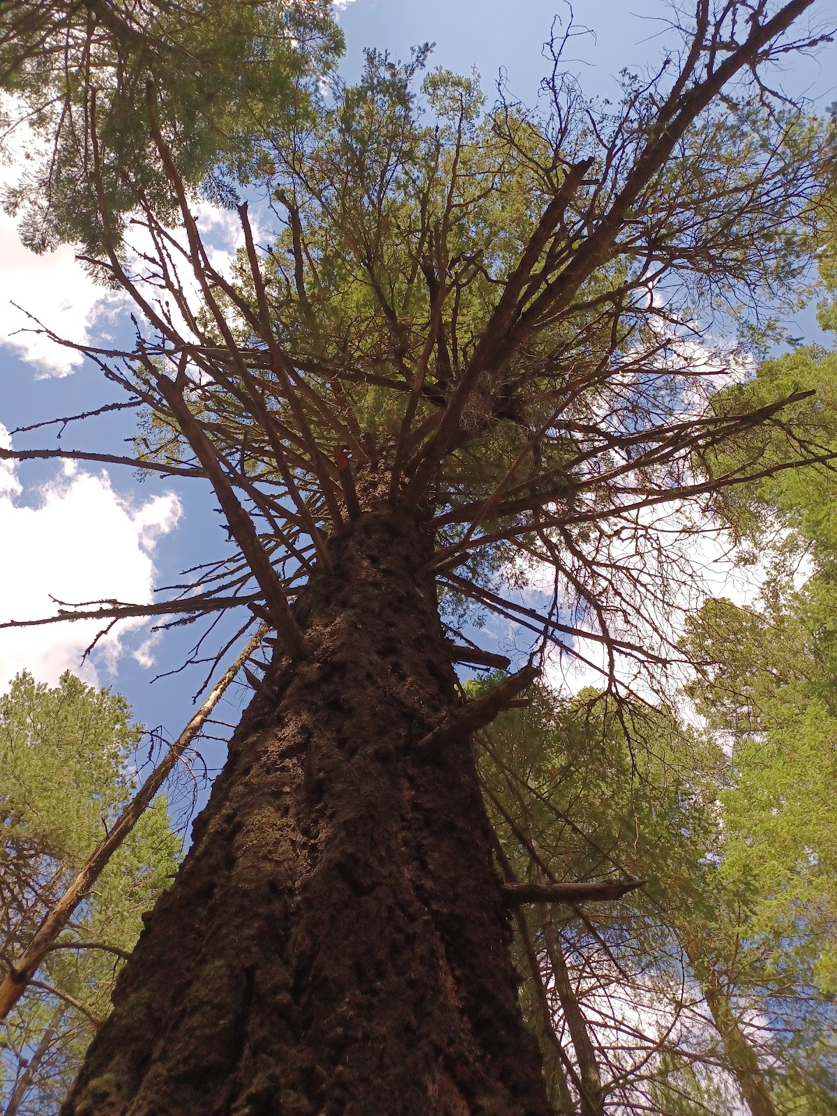 Hospital Flat Campground