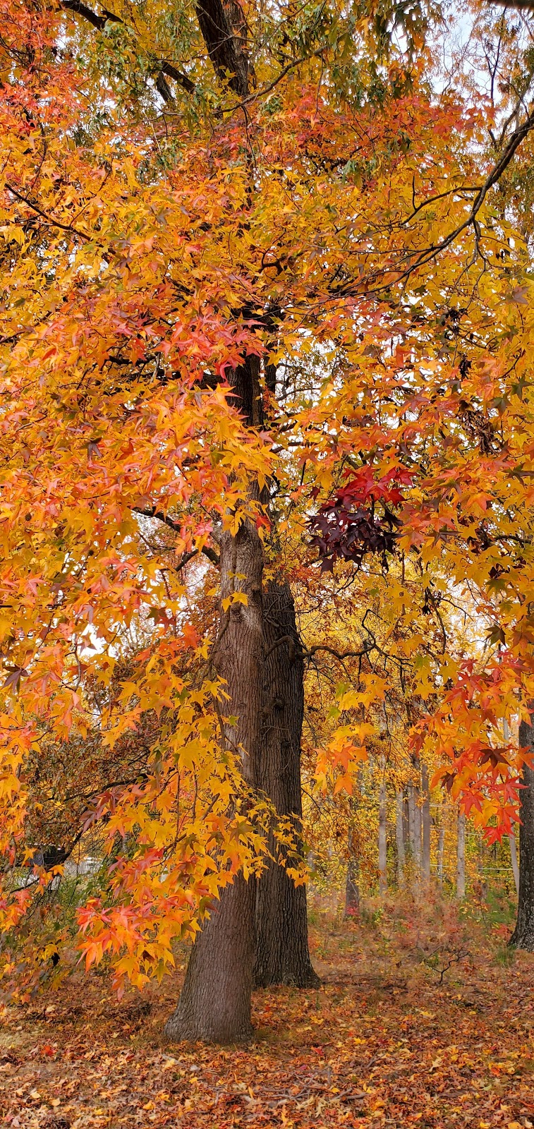 Skippers Point Recreation Area