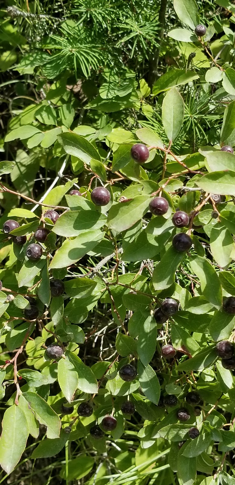 Sylvan Lake Campground