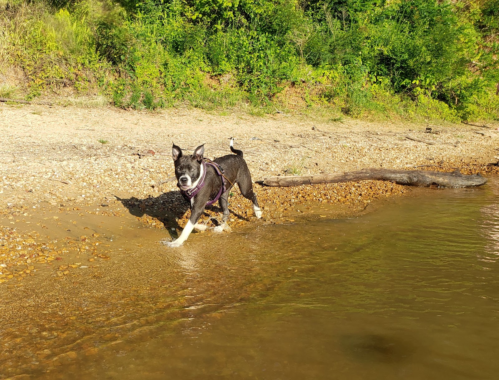Mousetail Landing State Park Spring Creek Campground