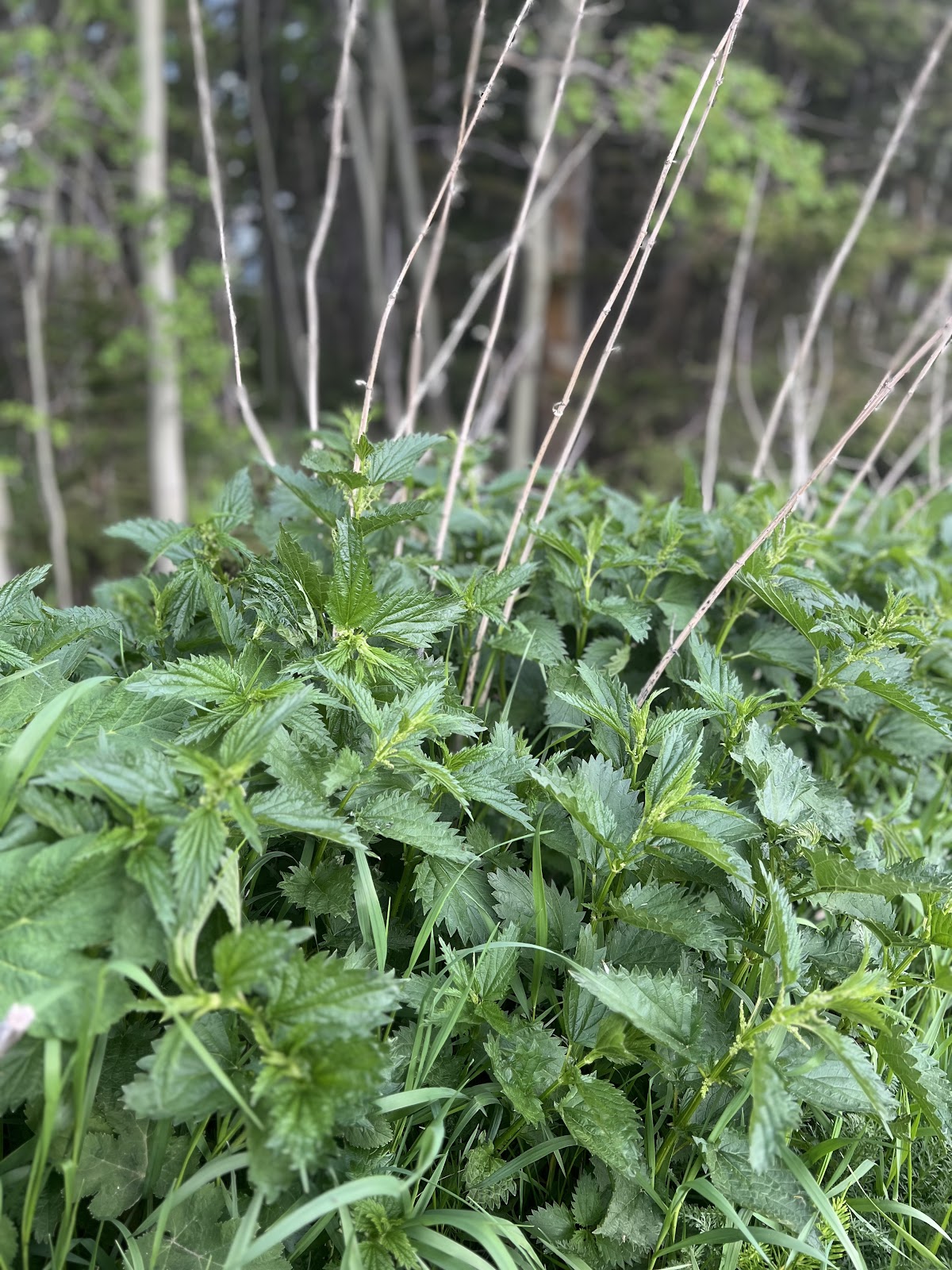 Jareds Wild Rose Ranch Resort