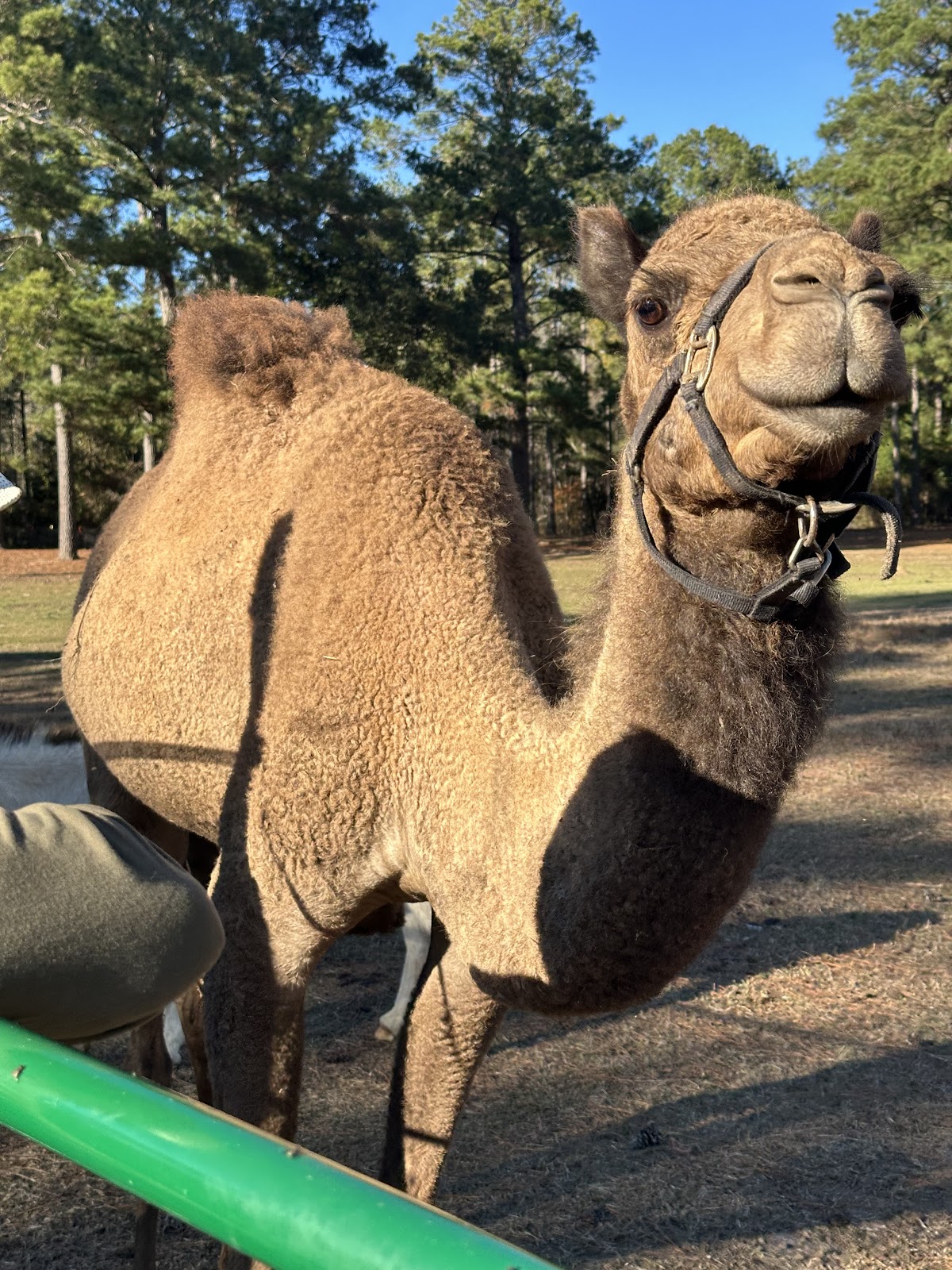 Grizzly Ranch RV Campgroundrmation