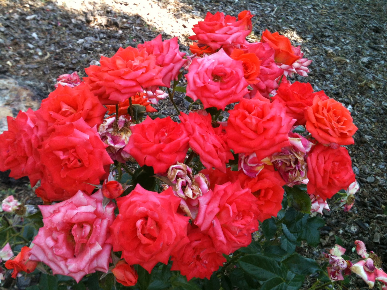 Rogue Valley Mobile Village