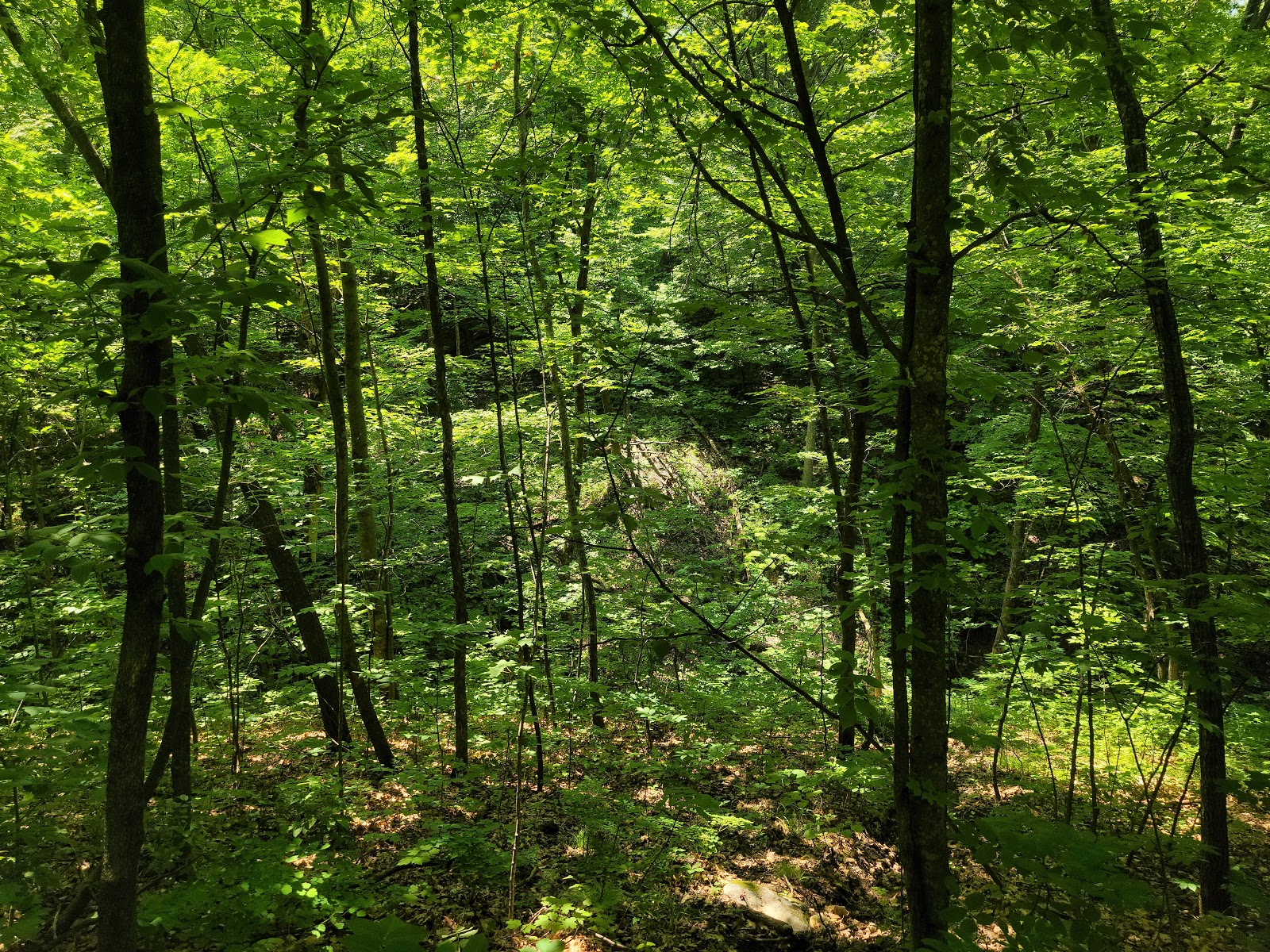 Nerstrand Big Woods State Park
