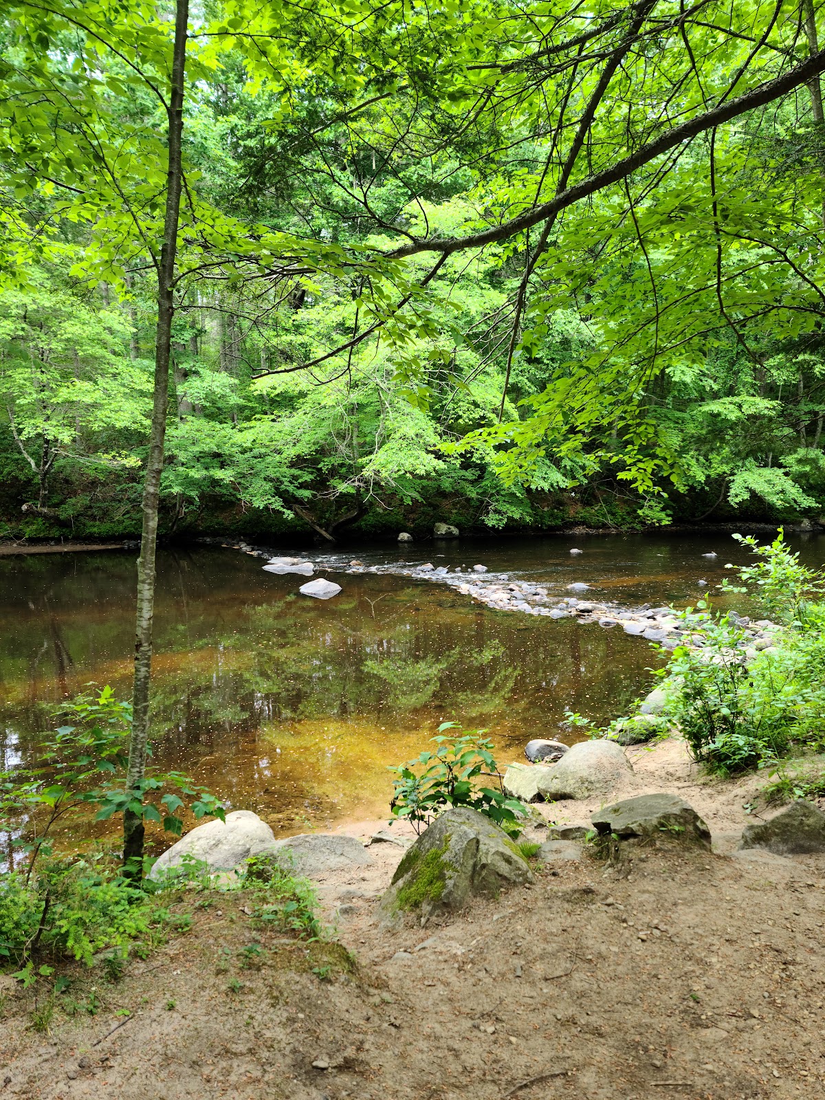 Natchaug State Forest