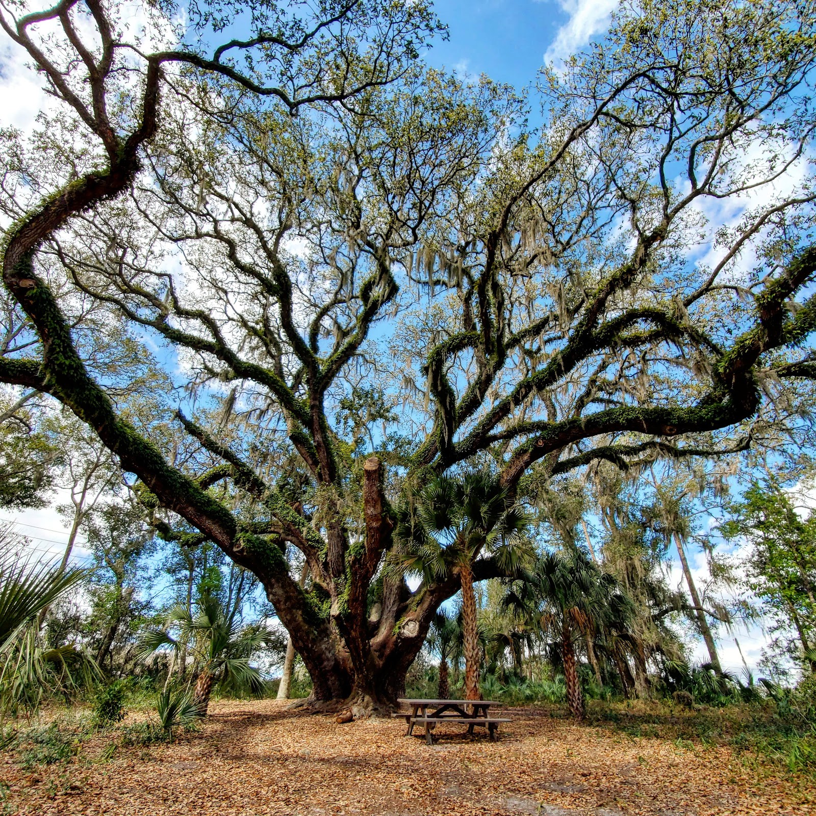 Lake Griffin State Park