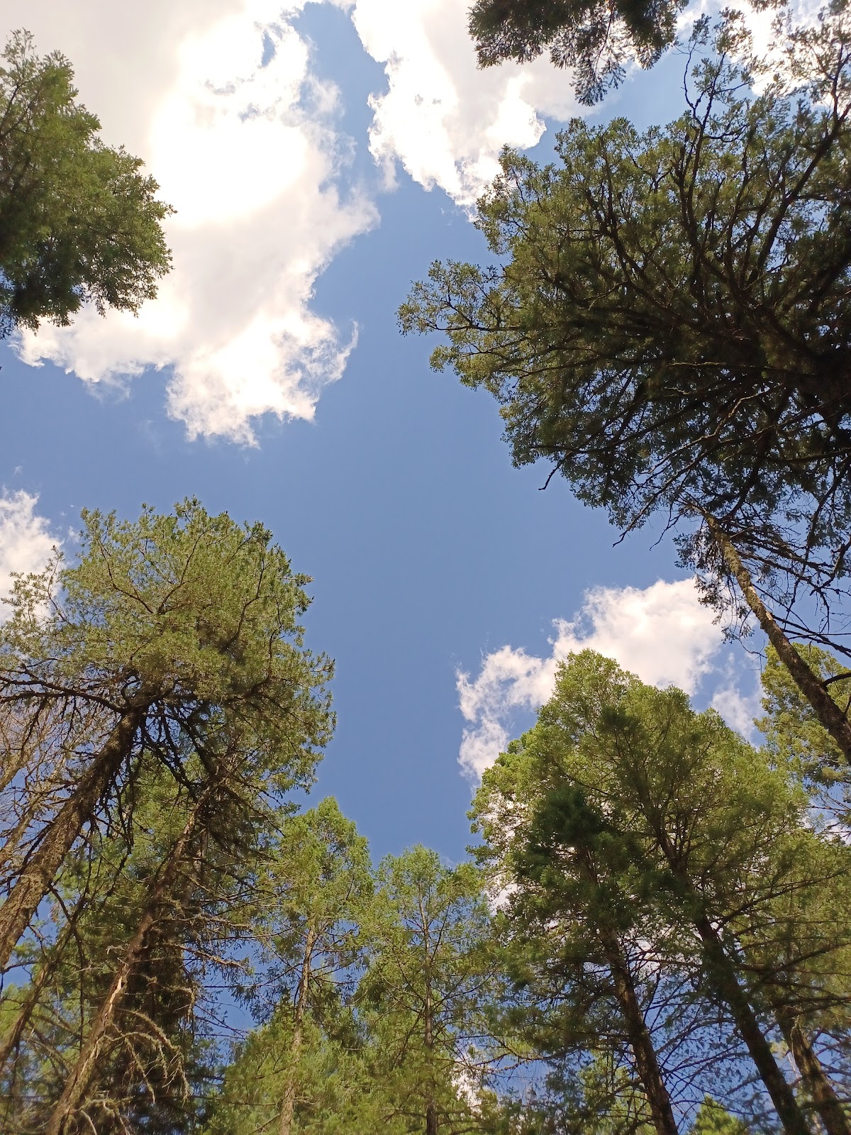 Hospital Flat Campground