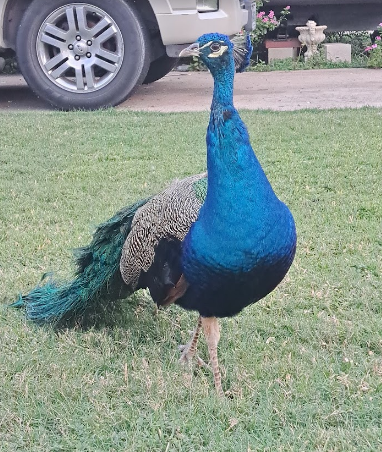 Citrus Mobile & RV Park