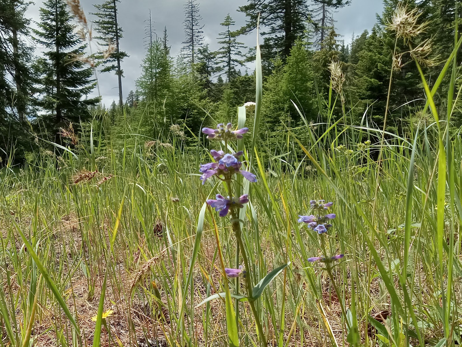 Alder Thicket Campground