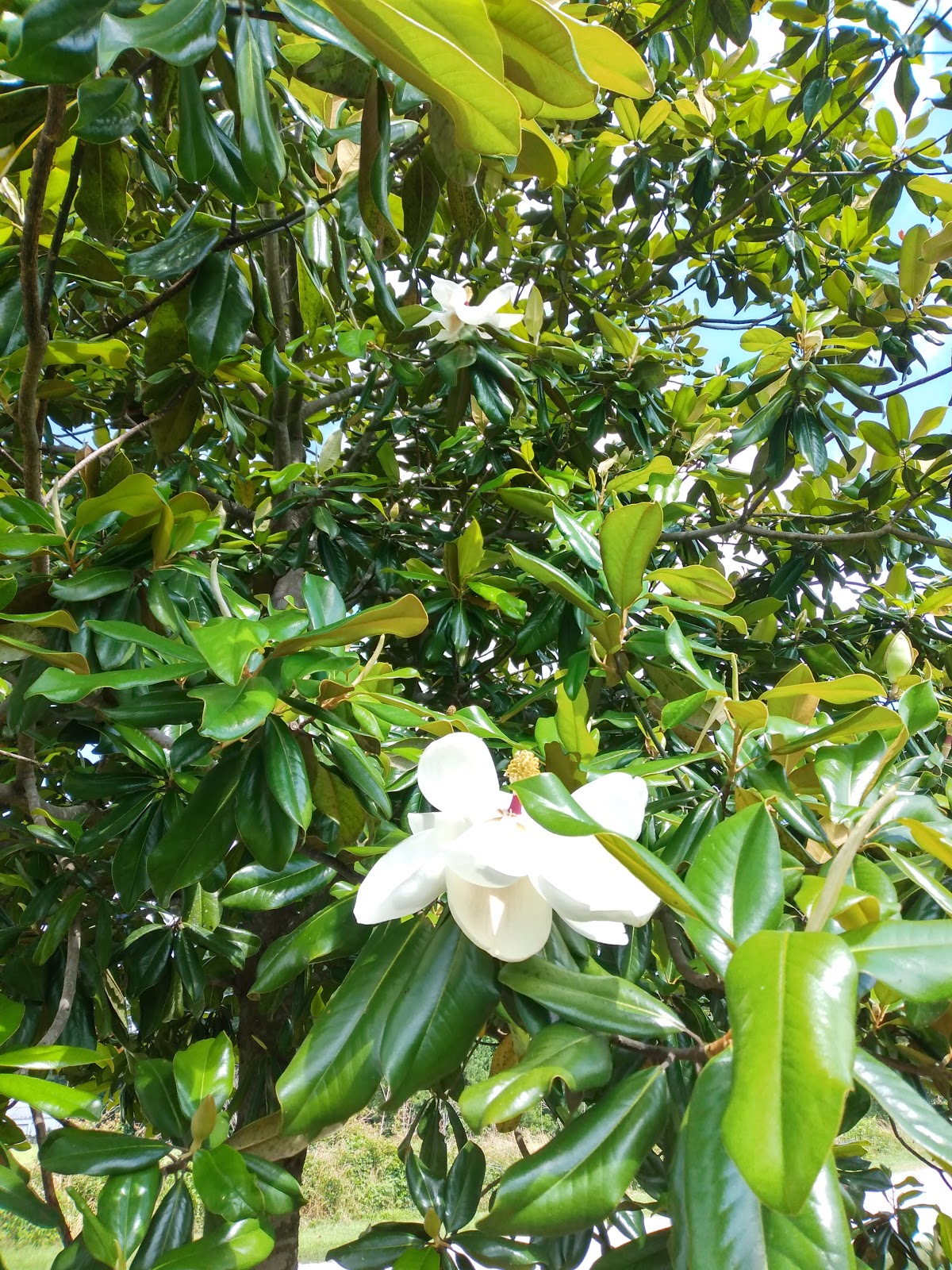 Magnolia Lake RV Park