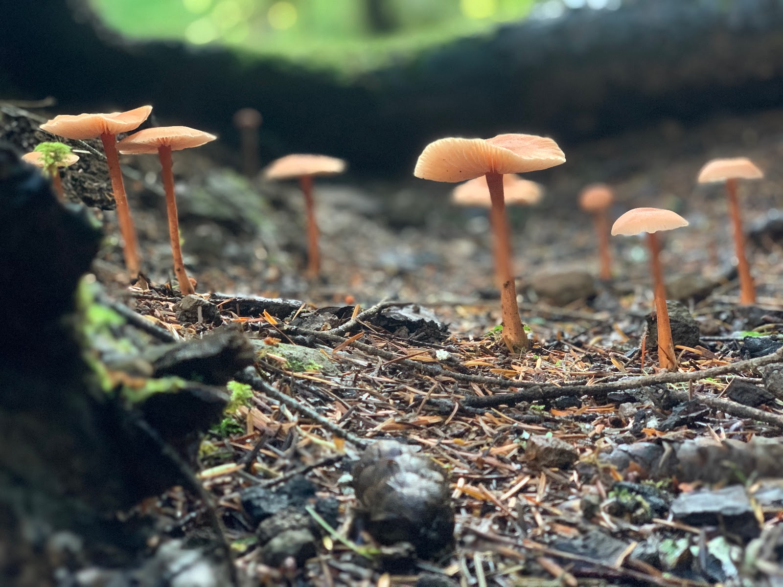 Alder Flat Campground