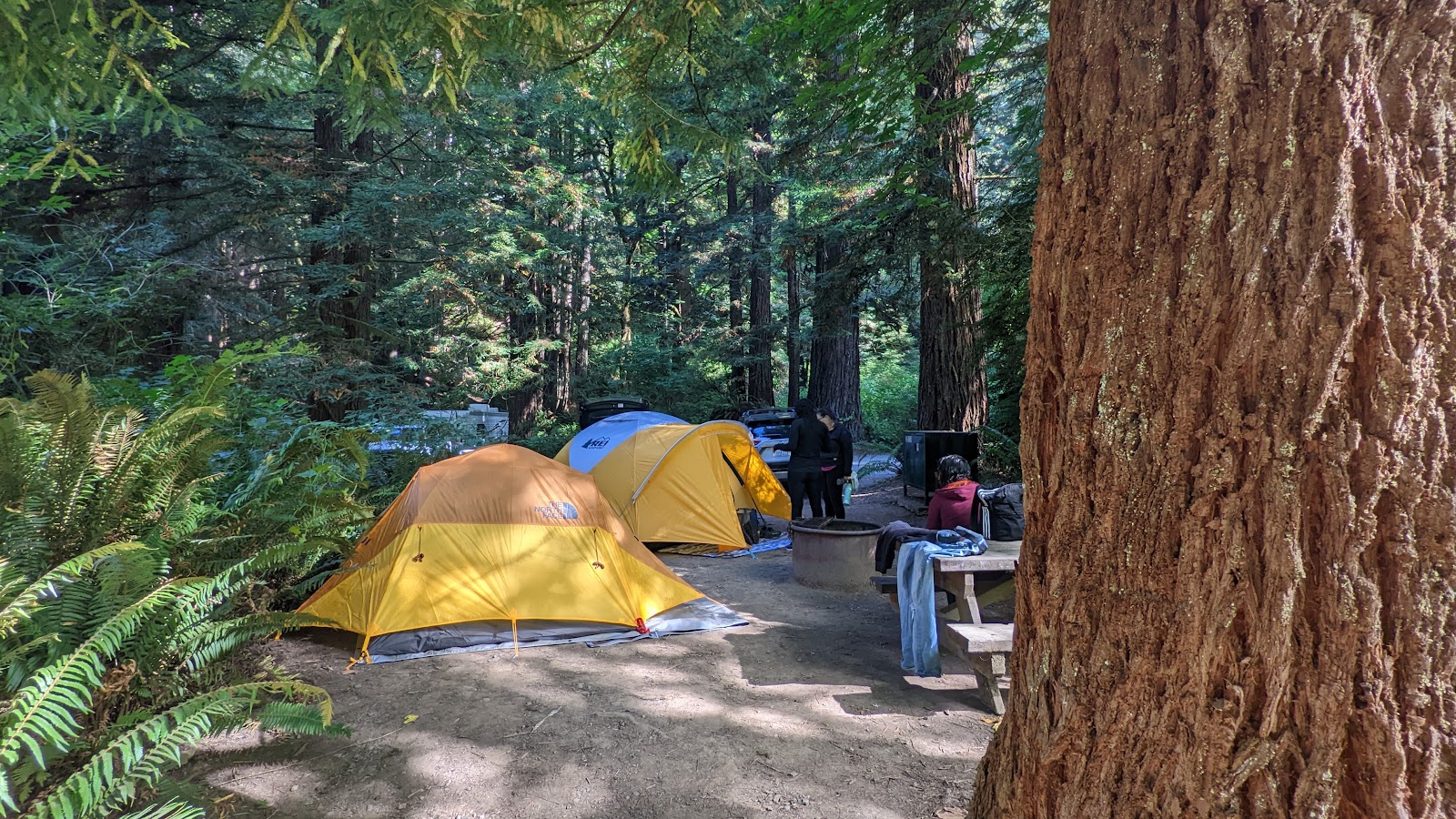 Mill Creek - Redwood National and State Park