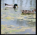 Dixieland Campground