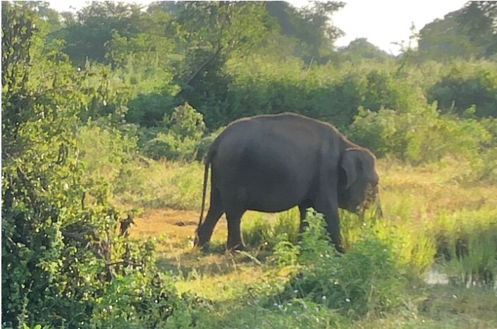 Wildlife Safari RV Area